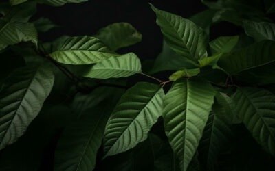 Understanding Kratom and Why Its a Poor Solution to Addiction