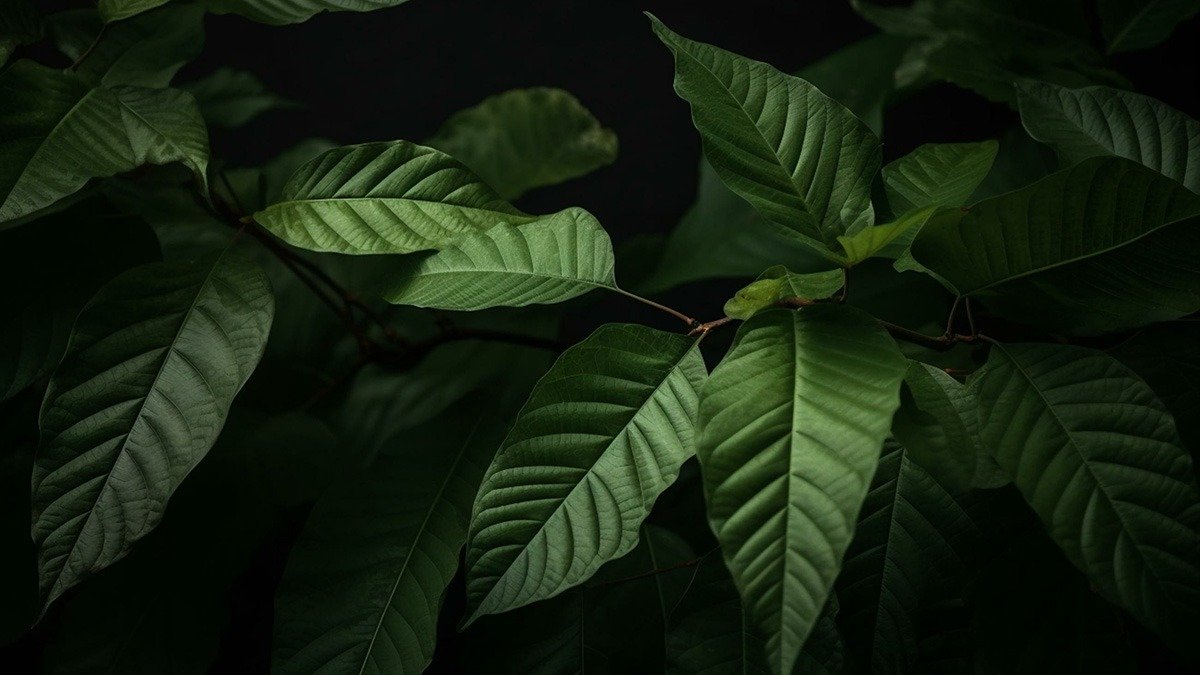 Large green Kratom leaves on a dark background.